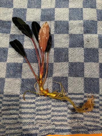 Bucephalandra 'Serimbu Brown' beschikbaar voor biedingen