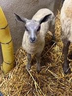 Bleu du maine lammeren te koop!, Dieren en Toebehoren