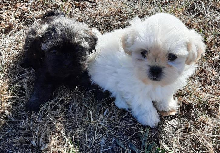 Lhasa-Apso, Dieren en Toebehoren, Honden | Chihuahua's en Gezelschapshonden, Meerdere dieren, Overige rassen, Fokker | Professioneel