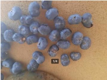 Zaden winterharde palmboom Trachycarpus fortunei beschikbaar voor biedingen