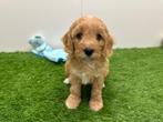 Nestjes Cavapoo pups, België, CDV (hondenziekte), 8 tot 15 weken, Meerdere