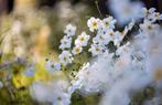 Herfst anemoon = mooie herfstbloeier, Ophalen, Bodembedekkers, Volle zon, Vaste plant