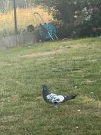 Hoogvliegers te koop 3 koppels, Dieren en Toebehoren, Vogels | Duiven, Meerdere dieren, Overige soorten