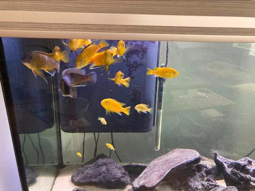 vasthouden Bestuurbaar Vlekkeloos ② Aquarium met Cichliden (kwekend) en ruitenkuiser te koop — Vissen |  Aquaria en Toebehoren — 2dehands