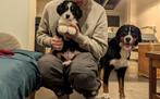 Berner Sennen pups te koop (in huis grootgebracht), Dieren en Toebehoren, België, CDV (hondenziekte), Meerdere, Meerdere dieren