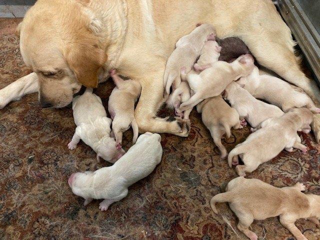 Chiots Goldador, Animaux & Accessoires, Chiens | Retrievers, Épagneuls & Chiens d'eau, Plusieurs animaux, Golden retriever, Éleveur | Professionnel