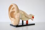 Groot vintage menselijke anatomie model van oor 1950 Gips, Ophalen of Verzenden