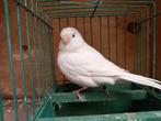 Kanarie pop, Dieren en Toebehoren