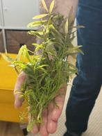 Aquarium plant, Animaux & Accessoires, Enlèvement