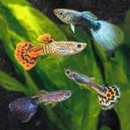 Guppy vissen te koop, gezond en mooi op kleur, Dieren en Toebehoren, Vissen | Aquariumvissen, Vis, Zoetwatervis, Schoolvis