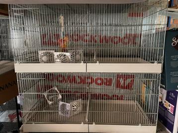 Broedkooien 2 stuks beschikbaar voor biedingen