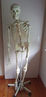 Skelet, Diversen, Schoolbenodigdheden, Ophalen, Zo goed als nieuw