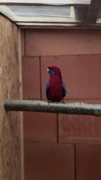 Penant rosella, Mannelijk, Parkiet