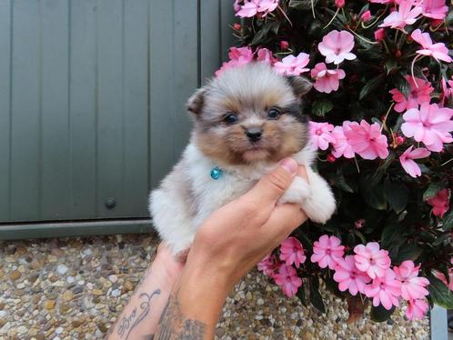 Prachtige pomeriaan/ dwergkees pups, Dieren en Toebehoren, Honden | Poolhonden, Keeshonden en Oertypen, Meerdere dieren, Keeshond