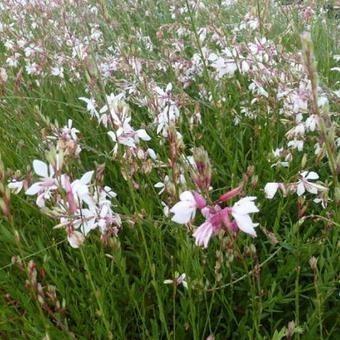 Prachtkaars / Gaura lindheimeri, Tuin en Terras, Planten | Tuinplanten, Vaste plant, Ophalen of Verzenden