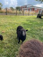 2 Ouessant ooilammen