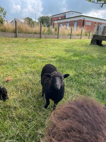 2 Ouessant ooilammen