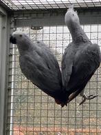 Grijze roodstaart, Dieren en Toebehoren, Vogels | Parkieten en Papegaaien, Papegaai, Geringd