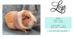 Cavia duo ter adoptie, Dieren en Toebehoren, Meerdere dieren, Cavia, Tam