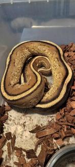 ball python 1.0 super stripe (specter yb), Dieren en Toebehoren, Slang, Tam, 3 tot 6 jaar