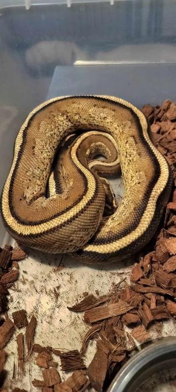 ball python 1.0 super stripe (specter yb) beschikbaar voor biedingen