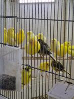 fife fancy, Dieren en Toebehoren, Meerdere dieren, Postuurkanarie