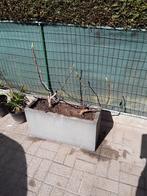vijgenboompje in pot, Ophalen, Lente, Volle zon, In pot