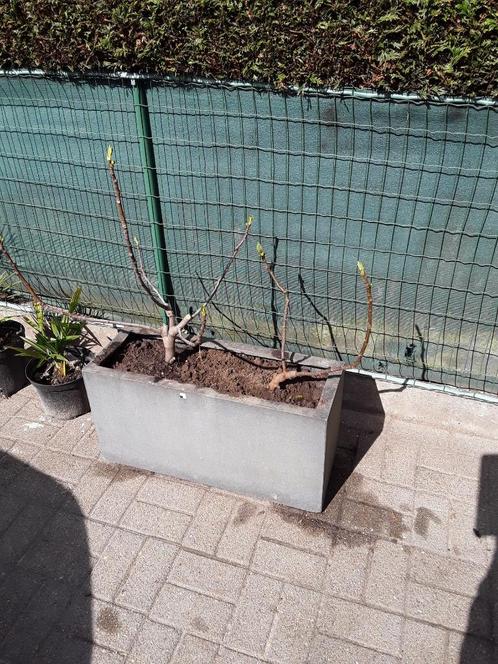 vijgenboompje in pot, Tuin en Terras, Planten | Fruitbomen, Vijgenboom, 100 tot 250 cm, Volle zon, Lente, In pot, Ophalen