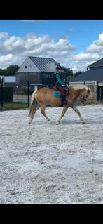 Sporthaflinger merrie, Dieren en Toebehoren, Paarden, Merrie, Minder dan 160 cm, Gechipt, 11 jaar of ouder