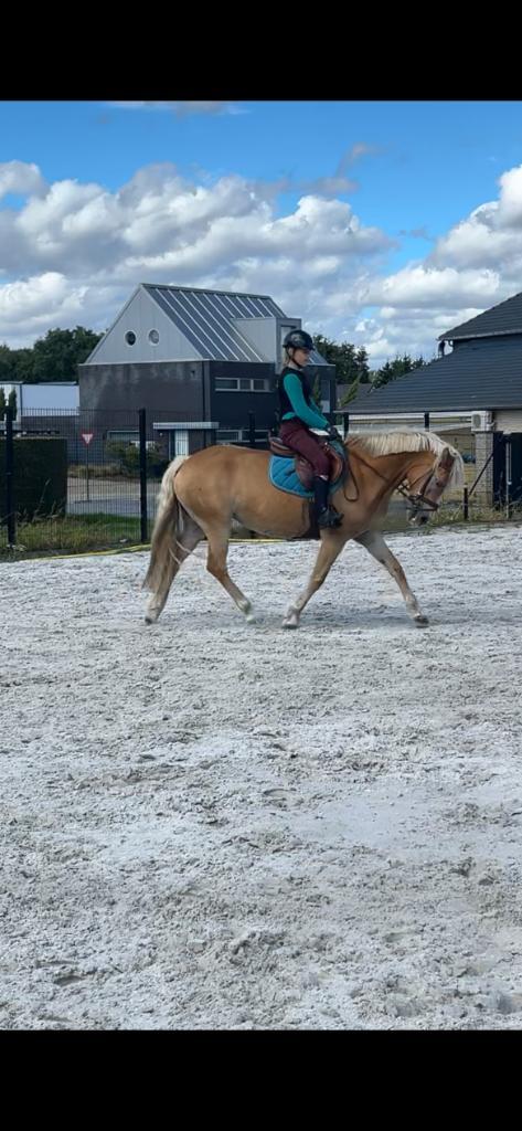 Sporthaflinger merrie, Dieren en Toebehoren, Paarden, Merrie, Minder dan 160 cm, 11 jaar of ouder, Met stamboom, Gechipt, Ontwormd