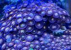 Steen met buttons, Dieren en Toebehoren, Vissen | Aquariumvissen, Overige typen