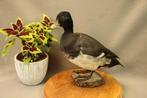 Opgezette eend - taxidermie, Verzamelen, Dierenverzamelingen, Ophalen of Verzenden, Gebruikt, Opgezet dier