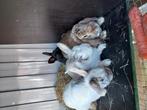Dwerg konijntjes, Dieren en Toebehoren