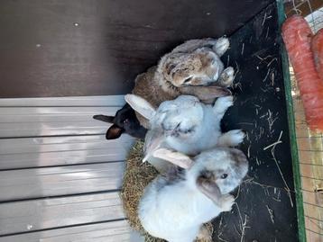 Lapins nains