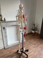 Anatomisch skelet, Diversen, Ophalen, Zo goed als nieuw