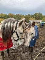 Prachtige en bomproove ruin, Dieren en Toebehoren, Ruin