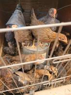 Jonge kuikens Bleu de Landes? en Kempische leghorn te koop, Dieren en Toebehoren, Kip