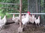 poule de bresse te koop, Dieren en Toebehoren, Pluimvee, Meerdere dieren, Kip