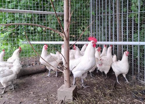 poule de bresse te koop, Dieren en Toebehoren, Pluimvee, Kip, Meerdere dieren