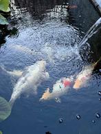 Meerdere koi vissen, Dieren en Toebehoren