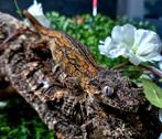 Gargoyle gecko kweekvrouw, Dieren en Toebehoren, Reptielen en Amfibieën