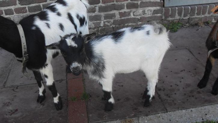 dwerggeitjes, Dieren en Toebehoren, Schapen, Geiten en Varkens, Geit, Vrouwelijk, 0 tot 2 jaar