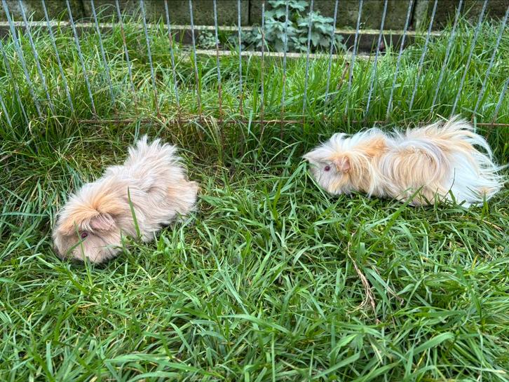 2 peruviaan cavia vrouwtjes, Dieren en Toebehoren, Knaagdieren, Vrouwelijk, Cavia, Maart