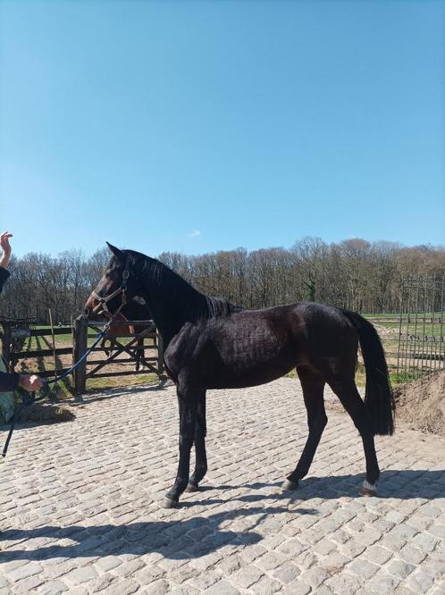 Dressuurpaard te koop, Dieren en Toebehoren, Paarden, Merrie, Onbeleerd, 165 tot 170 cm, 3 tot 6 jaar, Dressuurpaard, Met stamboom