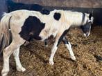 Jaarling merrie, Dieren en Toebehoren, Merrie, Onbeleerd, Ontwormd, 0 tot 2 jaar