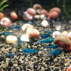 Blue dream garnalen, Dieren en Toebehoren