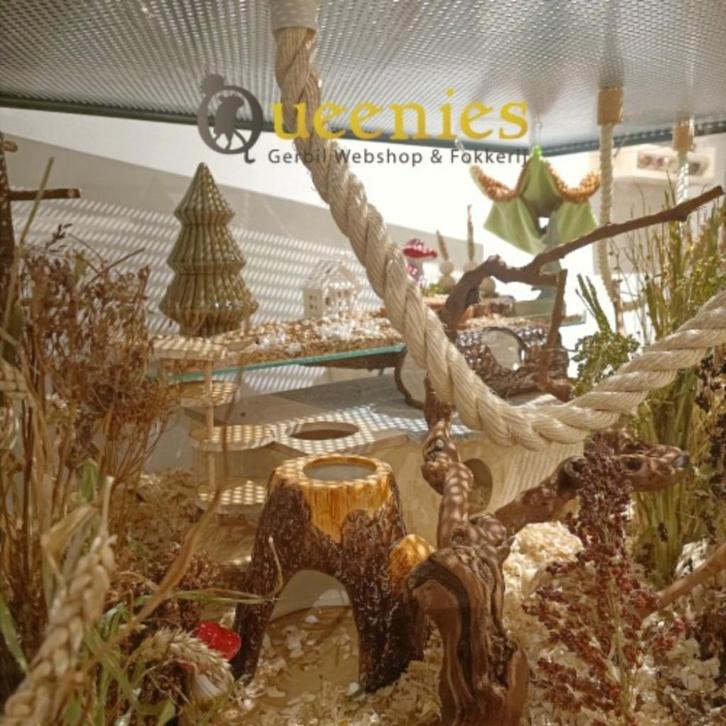 Maatwerk muizen terrarium van 100x93x76 – Knaagdierkooi, Dieren en Toebehoren, Knaagdieren en Konijnen | Hokken en Kooien, Nieuw