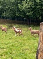 3 Soay schapen gratis af te halen, Dieren en Toebehoren