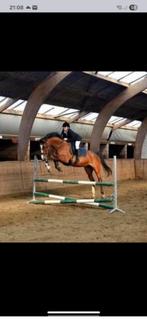 Super brave betrouwbare merrie, Dieren en Toebehoren, Merrie, 160 tot 165 cm, 11 jaar of ouder