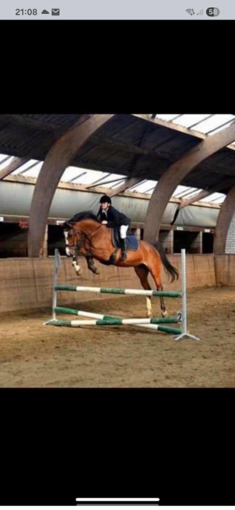Super brave betrouwbare merrie, Dieren en Toebehoren, Paarden, Merrie, 160 tot 165 cm, 11 jaar of ouder